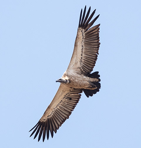 Cape Vulture in flight